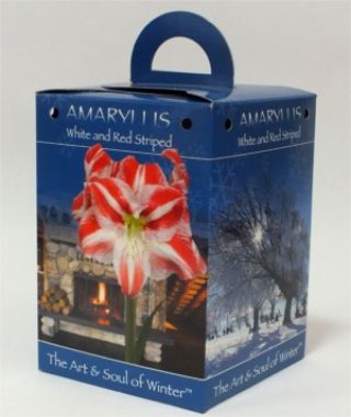 White and Red Striped Amaryllis Gift Box