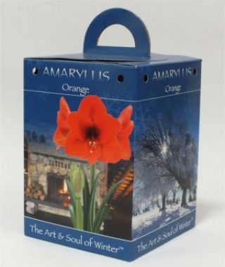 Orange Amaryllis Gift Box
