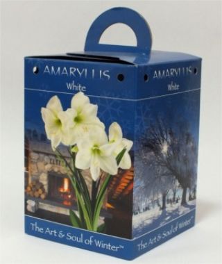 White Amaryllis Gift Box