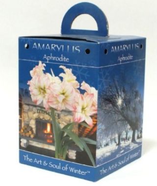 Amaryllis Aphrodite Gift Box