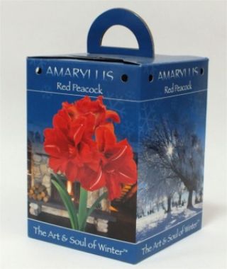 Amaryllis Red Peacock Gift Box