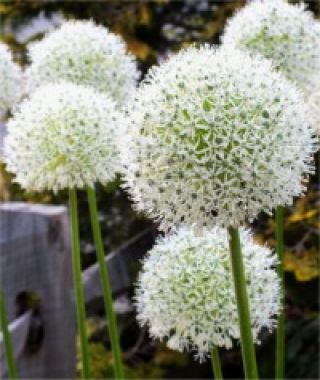 Allium stipitatum White Giant