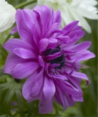 Anemone Giant Admiral (Double)