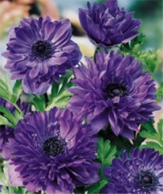 Anemone Giant Lord Lieutenant (Double)