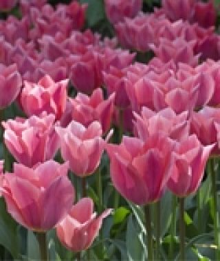Tulip Albert Heijn