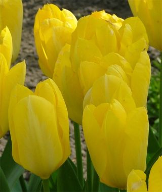 Tulip Yellow Purissima