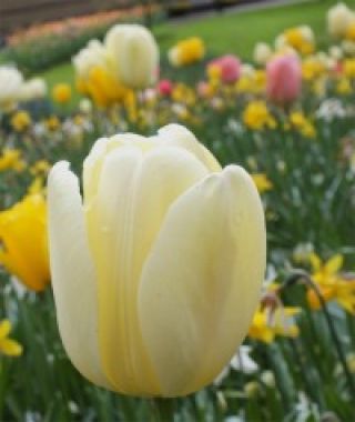 Tulip Cream Jewel