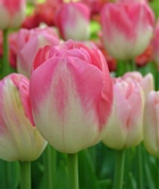 Tulip Dreamland