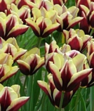 Tulip Gavota