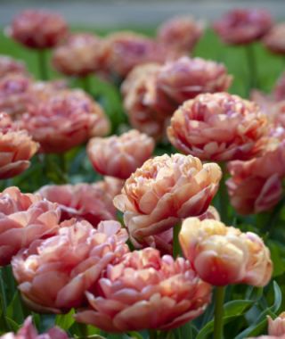 Peony Flowering Tulip Copper Image