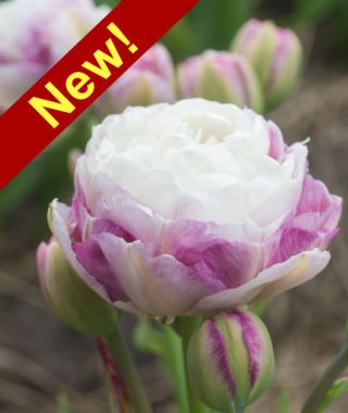Peony Flowering Tulip Double Surprise