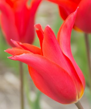 Lily Flowering Tulip Dutch Dancer