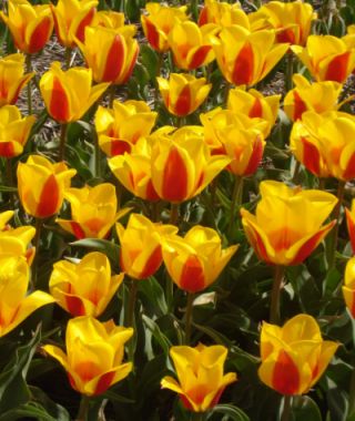 Greigii Tulip Graefin Bettina