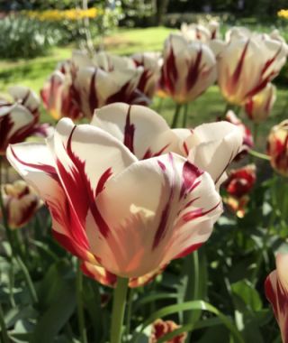 Triumph Tulip Grand Perfection