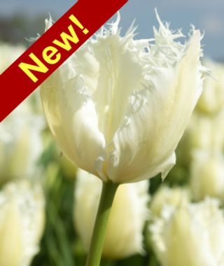 Fringed Tulip Noordeinde