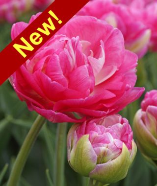 Peony Flowering Tulip Pink Size