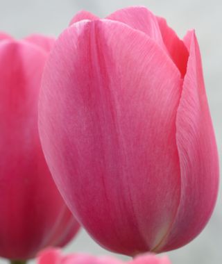 Triumph Tulip Sissi