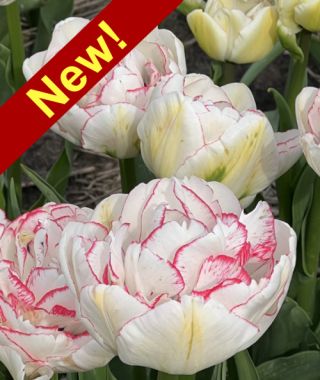 Peony Flowering Tulip Wild Romance