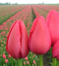 The Scheepers Hybrid Tulip Mixture