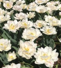 The Magic Carpet Tulip Mixture | Van Engelen Wholesale Flower Bubs