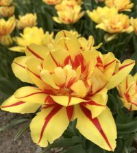 The Magic Carpet Tulip Mixture | Van Engelen Wholesale Flower Bubs