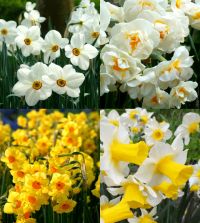 Collection N: Fragrant Narcissi