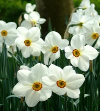 Collection N: Fragrant Narcissi