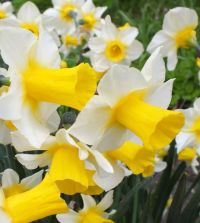 Collection N: Fragrant Narcissi