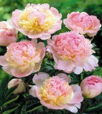 ★Peony★ Collection W: The Quintessential Fragrant Peony Collection | Van