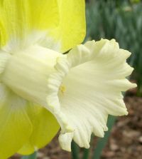 Narcissus Teal | Van Engelen Wholesale Flower Bulbs