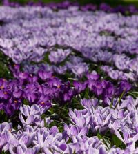 Crocus vernus Pickwick