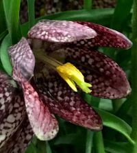 12 Bulbes Fritillaria Meleagris Serpent Tête De Vanille - Fleurs Printanières Faciles à Cultiver