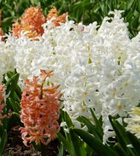 Hyacinthus orientalis Aiolos | Van Engelen Wholesale Flower Bulbs