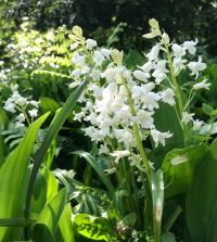 Hyacinthoides hispanica White City