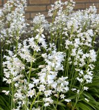 Hyacinthoides hispanica White City