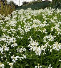 Hyacinthoides hispanica White City