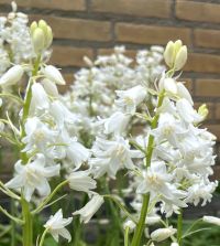Hyacinthoides hispanica White City
