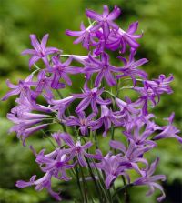 Ixiolirion tataricum ssp pallasii | Van Engelen Wholesale Flower Bulbs