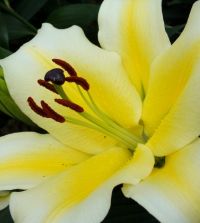 Lily Conca d'Or | Van Engelen Wholesale Flower Bulbs
