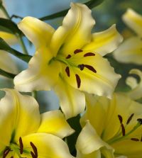 Lily Conca d'Or | Van Engelen Wholesale Flower Bulbs