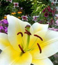 Lily Conca d'Or | Van Engelen Wholesale Flower Bulbs