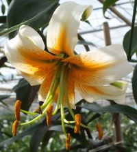 Lily henryi Lady Alice | Van Engelen Wholesale Flower Bulbs