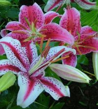 Lily Stargazer