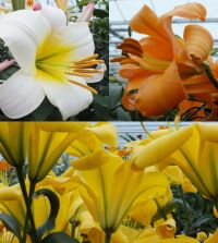 The Creamsicle Planet Lily Mixture | Van Engelen Wholesale Flower