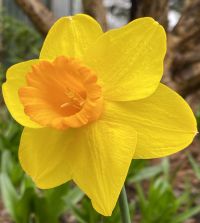 Narcissus Classic Garden
