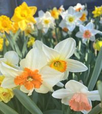 The Narcissus Grand Mixture