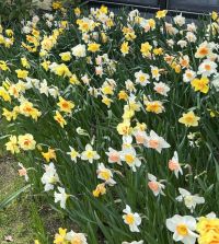 ＊ Narcissus ＊ The Narcissus Grand Mixture