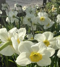 Narcissus Jamestown | Van Engelen Wholesale Flower Bulbs