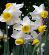 The Miniature Narcissus Mixture