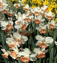 Landscape-Sized Narcissus Pink Charm